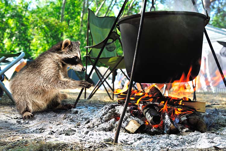 The Great Outdoors Camping Safety