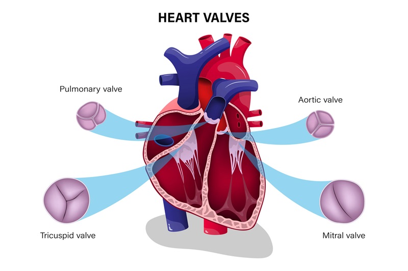 diagram graphic of heart and heart valves