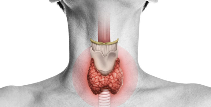 Diagram of thyroid gland